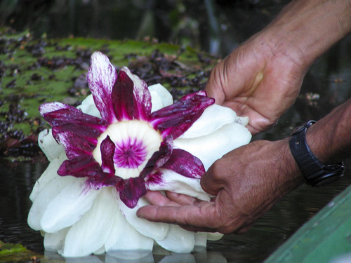 Victoria amazonica
