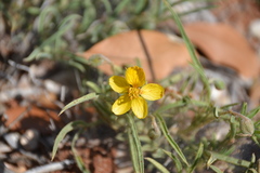 Senna pumilio