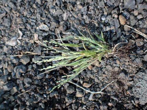 Panicum pellitum observed 2026-06-18