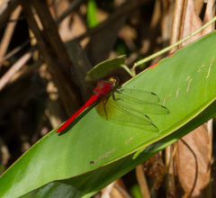 Rhodopygia cardinalis