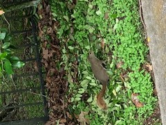 Sciurus carolinensis