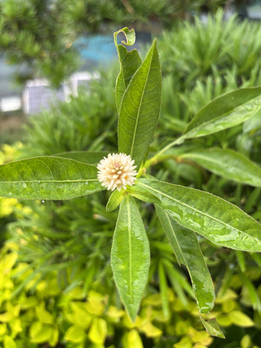 Alligatorweed