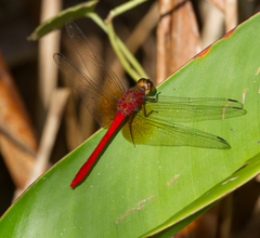 Rhodopygia cardinalis