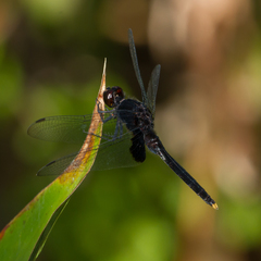 Erythemis attala