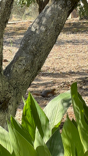 Caucasian Squirrel