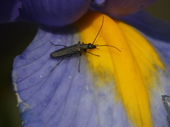 Oedemera lurida