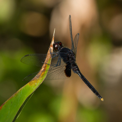 Erythemis attala