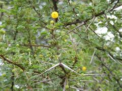 Vachellia exuvialis