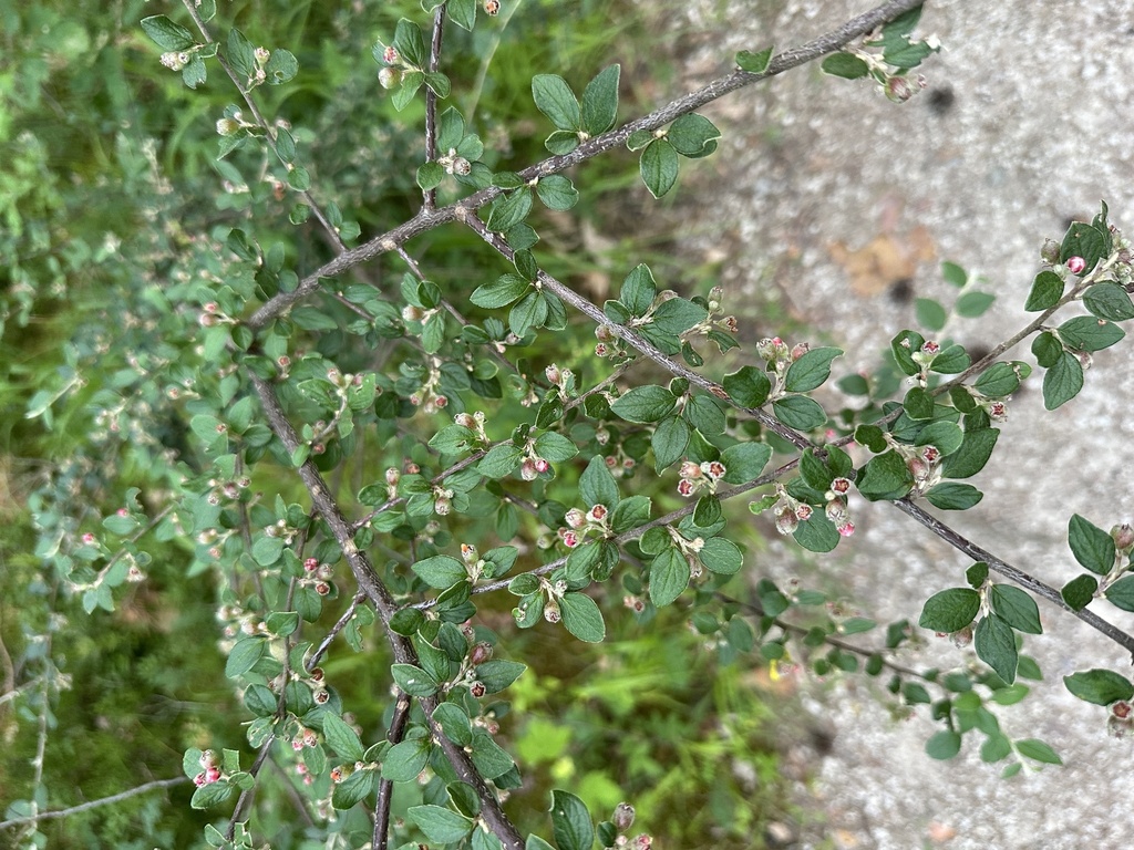 Cotoneaster dielsianus; photograph (c) Katrin Simon, some rights reserved (CC BY)