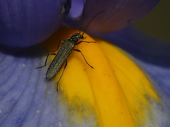 Oedemera lurida