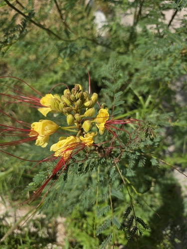 yellow bird-of-paradise shrub