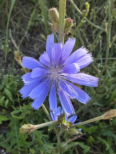 chicory