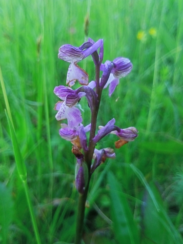 Anacamptis morio, 2026-06-19