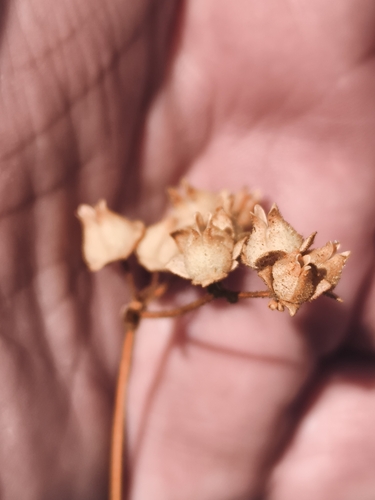 Calceolaria arachnoidea, photograph 4