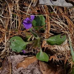 Viola fimbriatula