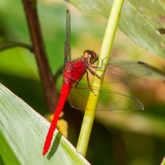Rhodopygia cardinalis
