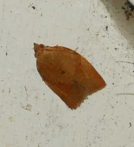 Privet Tortrix, Ede, Gelderland, Netherlands, photo 8 of 10