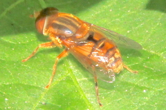 Parhelophilus laetus