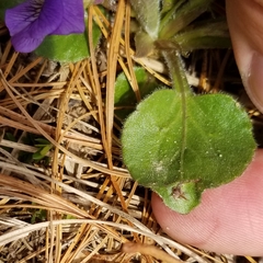 Viola fimbriatula