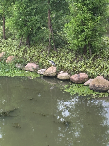 Black-crowned Night Heron
