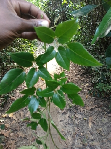 Cyphostemma adenocaule
