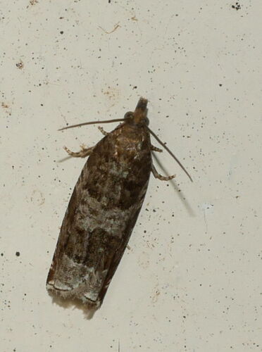Triangle-marked Roller, Ede, Gelderland, Netherlands, photo 7 of 10