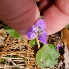 Viola fimbriatula