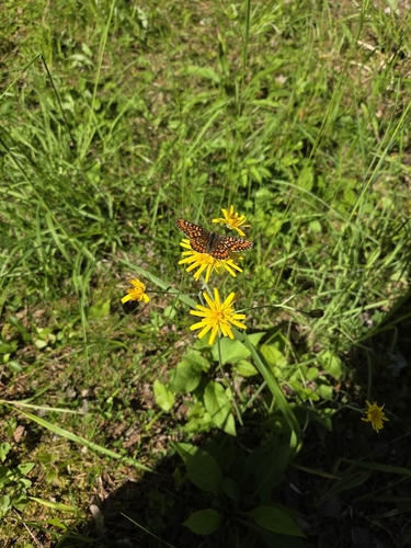 Scarce Fritillary