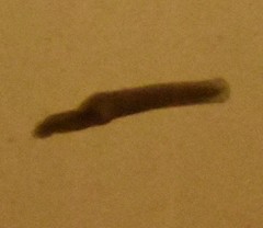 Dendrocoelidae