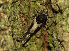 Telphusa sedulitella