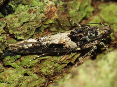 Telphusa sedulitella