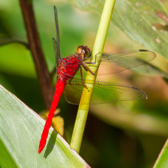 Rhodopygia cardinalis