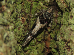 Telphusa sedulitella