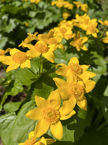 Caltha fistulosa iNat (1)