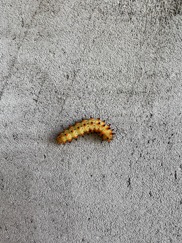 Southern Festoon