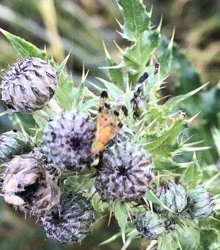 Mottled Thistle Fly