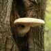 Elm Mushroom - Photo (c) Anthony Zukoff, some rights reserved (CC BY-NC-SA)