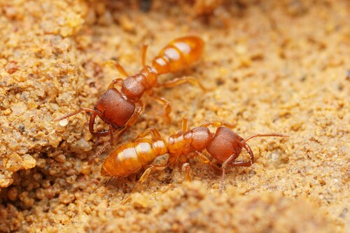 Amblyopone longidensAmblyopone longidens