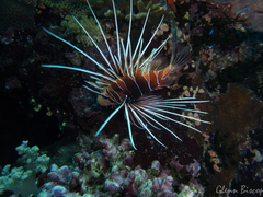 Pterois cincta