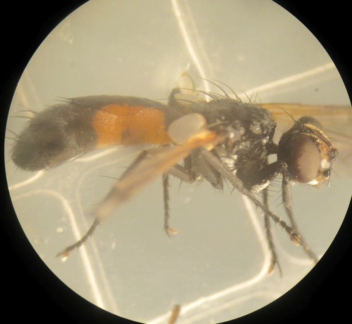 Cylindromyia auriceps