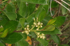 Baccharis macrantha