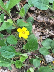 Chrysogonum