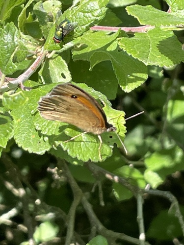 Meadow Brown