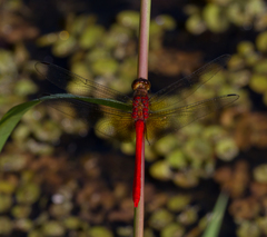 Rhodopygia cardinalis