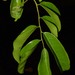 Myroxylon balsamum - Photo (c) Reinaldo Aguilar, some rights reserved (CC BY-NC-SA)
