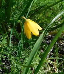 Fritillaria pudica