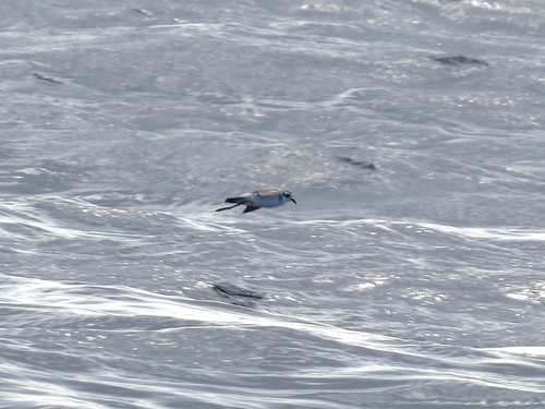 iNaturalist image