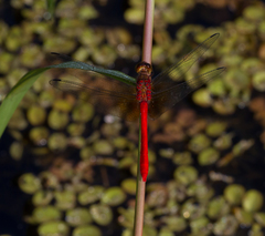 Rhodopygia cardinalis