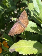 Anastrus sempiternus sempiternus