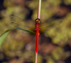 Rhodopygia cardinalis